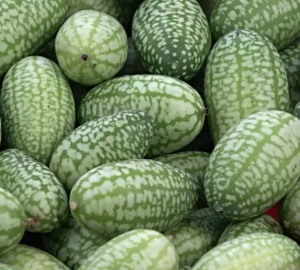 Fresh Mouse Melon Seeds 10 Pack Of Seeds Grow This Exotic And Rare Fruit Garden
