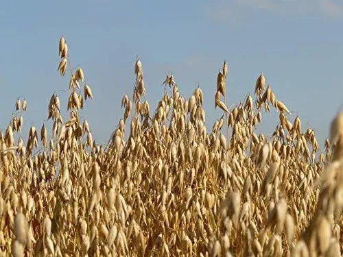 Fresh 5 Lb Whole Oat Seeds Wildlife Deer Food Plot Forage Garden