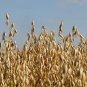 Fresh 5 Lb Whole Oat Seeds Wildlife Deer Food Plot Forage Garden