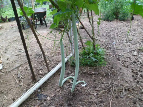 Fresh Long Snake/Serpent Gourds Chichinda Grow 8 To 10 Feet Long 10 Seeds Garden