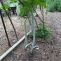 Fresh Long Snake/Serpent Gourds Chichinda Grow 8 To 10 Feet Long 10 Seeds Garden