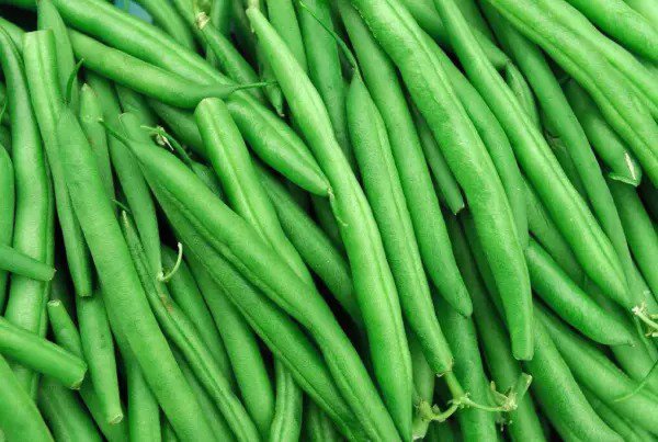 Fresh String Bean Bush Blue Lake 50+ Seeds Non Gmo Heirloom Seeds Grow Your Own Garden