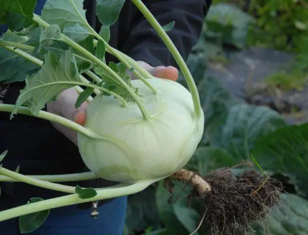 Fresh Exotic Kohlrabi Giant Cabbage Seeds 100+ Seed Packet Grow This Giant Heirloo Garden