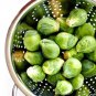 Fresh Brussel Sprouts Seeds 300+ Seeds Grow Your Own Food Long Island Brussel Garden
