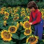 Fresh Dwarf Sunspot Sunflower Seeds To Plant 50+ Seeds Exotic Flower Seeds Garden