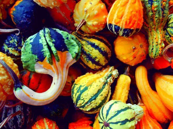 Fresh Small Gourd Mix Seeds To Grow 25+ Seeds Grow Your Own Fall Decor Garden