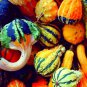 Fresh Small Gourd Mix Seeds To Grow 25+ Seeds Grow Your Own Fall Decor Garden