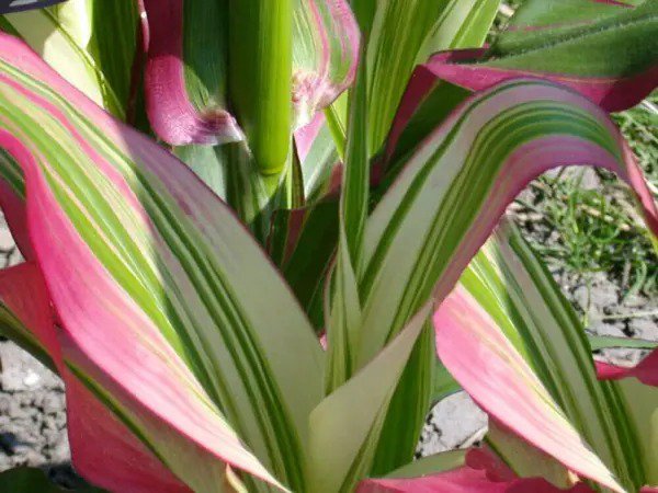 Fresh Candy Striped Corn Seeds For Planting (10 Rare Seeds) Corn With Rainbow Colors Garden