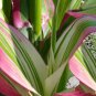 Fresh Candy Striped Corn Seeds For Planting (10 Rare Seeds) Corn With Rainbow Colors Garden