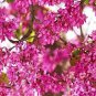 Fresh Bonsai Judas Tree Seeds 10 Seeds Flowering Tree Prized For Bonsai Garden