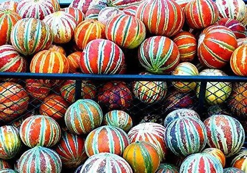 Fresh 10 Rare Kajari Melon Seeds Bright Striped Melon Compact Vines Garden