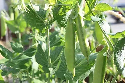 Fresh Sugar Pod Snow Peas 50 Seeds To Grow Vegetable Seeds For Planting Garden