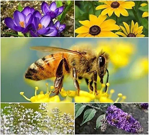 Fresh Bee Rescue Seed Kit Great For Honey Bees And Bumble Bees Garden