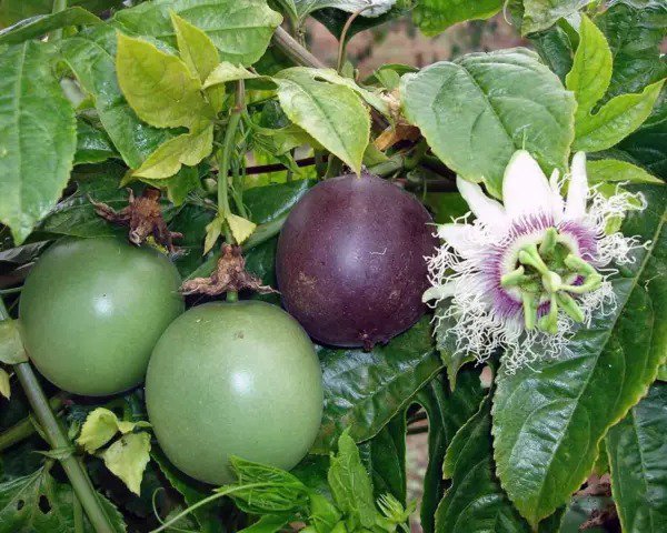 Fresh New Passion Fruit Passiflora Edulis Fruit 20+ Seeds Garden