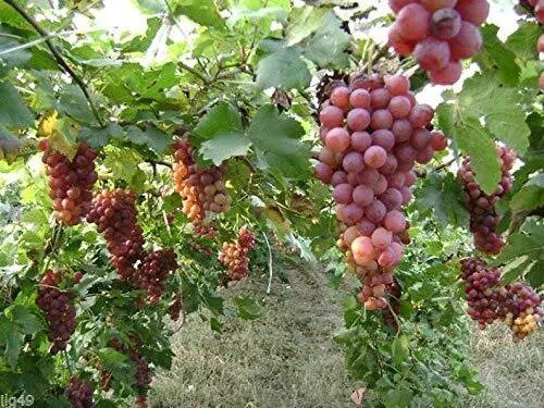 Fresh 10 Red Concord Grape Seeds Grow Grape Vines For Wine Making Fruit Dessert Garden