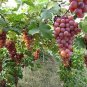 Fresh 10 Red Concord Grape Seeds Grow Grape Vines For Wine Making Fruit Dessert Garden