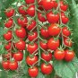 Fresh 150 Seeds Large Red Cherry Tomato Non Gmo Ez Grow Garden
