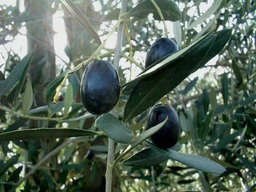 Fresh Olive Tree Seeds Olea Europaea ( 15 Seeds ) Garden