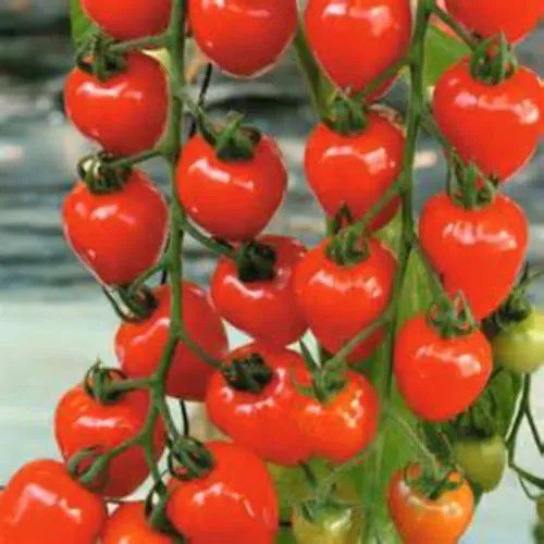 Fresh Cherry Berries Tomato Seeds Excellent Sweet Taste Garden