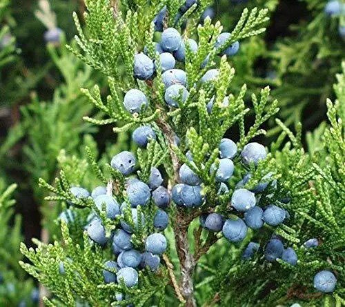 Fresh Eastern Red Cedar Juniperus Virginiana Tree Seeds (Hardy Fragrant Evergreen) ( Garden