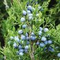Fresh Eastern Red Cedar Juniperus Virginiana Tree Seeds (Hardy Fragrant Evergreen) ( Garden