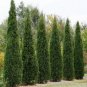 Fresh Eastern Red Cedar Tree Seeds (Juniperus Virginiana) 25+ Seeds Garden