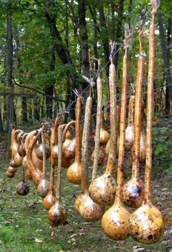 Fresh Dipper Gourd Seeds 12" Long Necks And Bulbs With A Diameter Of 5 7" Garden