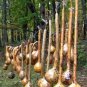Fresh Dipper Gourd Seeds 12" Long Necks And Bulbs With A Diameter Of 5 7" Garden
