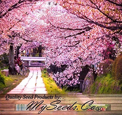 Fresh (8) Japanese Sakura Flowering Cherry Tree Seed Prunus Serrulata Seed Garden