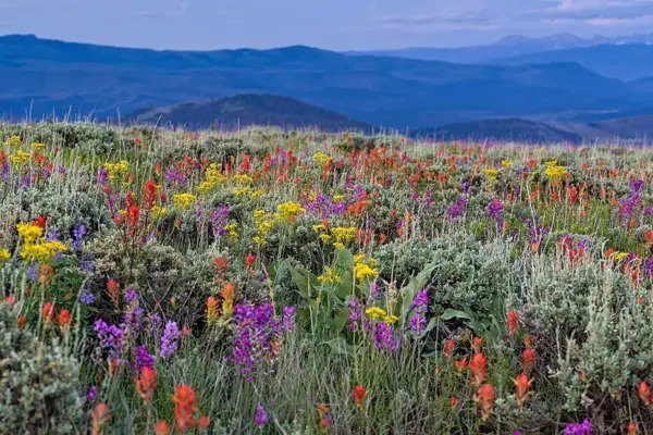 Fresh Wild Flower Mix Seed Packet Open Pollinated Bulk Flower Seed Mix For Beautiful Garden