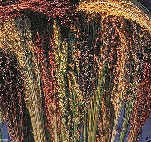 Fresh Broom Corn Seeds Sorghum Vulgar Mixed Cream Gold Red Brown Burgundy And More( Garden