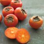Fresh 10 American Persimmon Diospyros Virginiana Seeds A.K.A Common Persimmon Garden