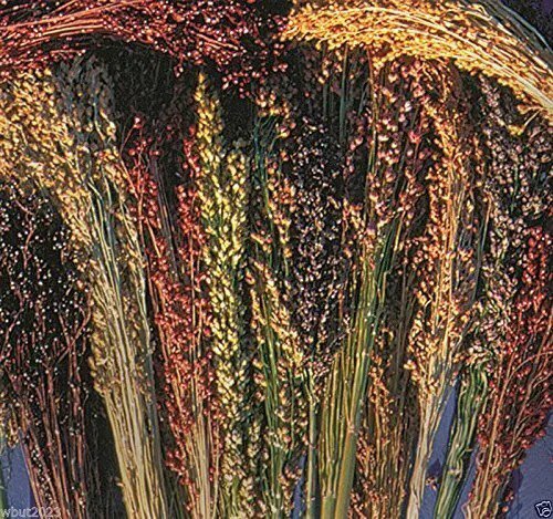Fresh 100 Seeds Broom Corn Seeds Sorghum Vulgar Mixed Cream: Gold Red Brown & More Garden
