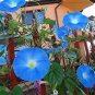Fresh 300 Heavenly Blue Morning Blooming Vine Seeds To Plant Beautiful Flowering Vine Garden