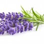 Fresh Lavender Seeds To Grow 100+ Seeds Grow This Fragrant Spice In Your Own Garde Garden