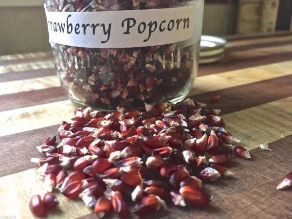 Fresh Strawberry Popcorn Corn Seeds Grow Your Own Popcorn Ornamental And Edible. Garden