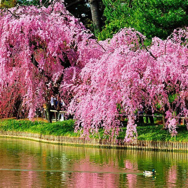 Fresh 20 Pcs Weeping Sakura Seeds Plant Cherry Blossom Seeds Garden