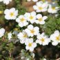Fresh 10 White Bloodroot Sanguinaria Canadensis Shade Ground Cover Flower Seeds Garden