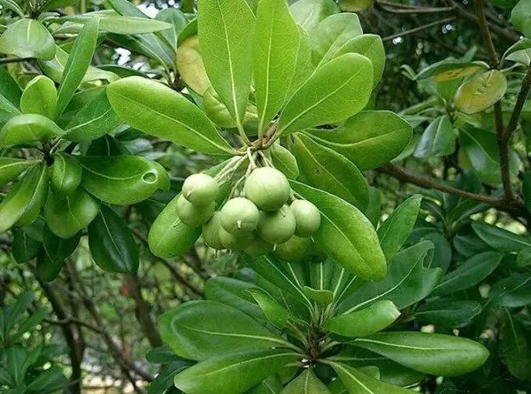 Fresh Japanese Cheesewood Tree Seeds For Planting (30 Seeds) Pittosporum Tobira Garden