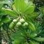 Fresh Japanese Cheesewood Tree Seeds For Planting (30 Seeds) Pittosporum Tobira Garden