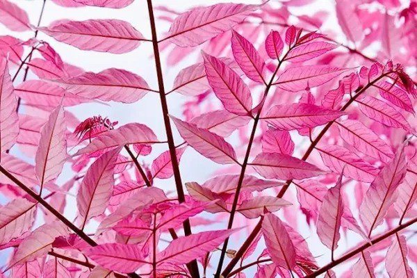 Fresh Chinese Toon Tree Seeds For Planting (30 Seeds) Rare Pink Leafs Garden