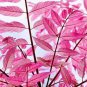 Fresh Chinese Toon Tree Seeds For Planting (30 Seeds) Rare Pink Leafs Garden