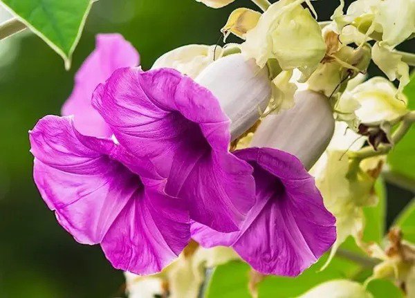 Fresh Elephant Creeper Vine Seeds For Planting (100 Seeds) Garden