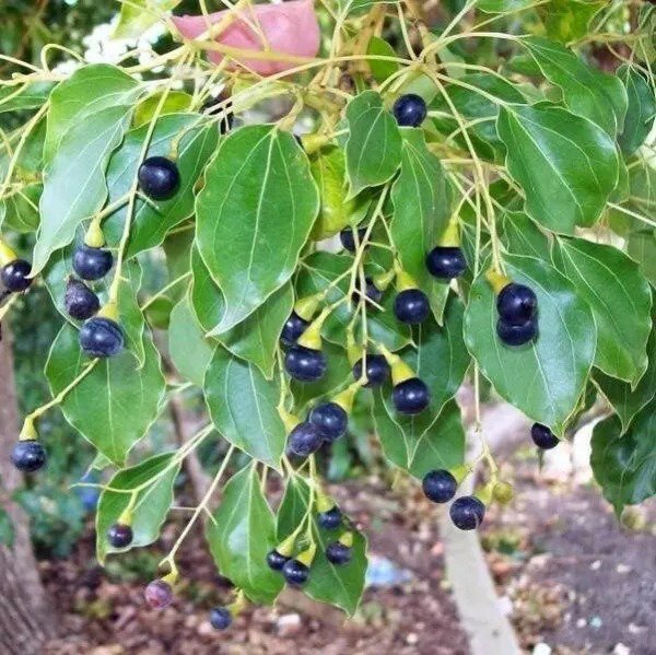 Fresh Camphor Tree Seeds For Planting (10 Seeds) Cinnamomum Camphora Garden