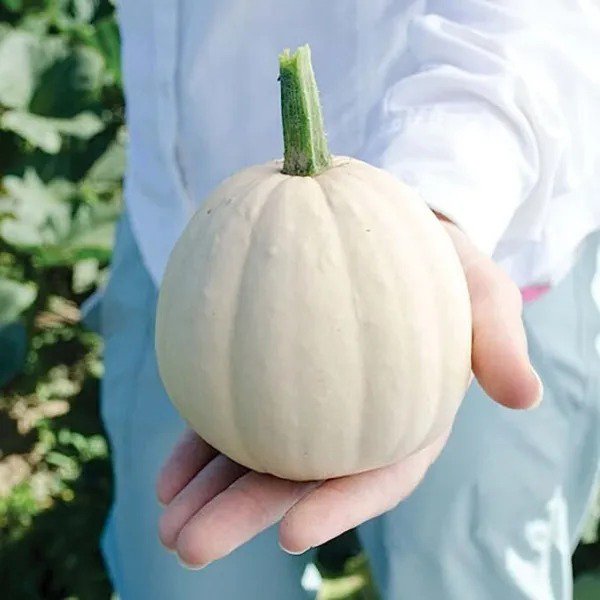 Fresh Buffy Winter Squash Seeds For Planting (10 Seeds) Mini Winter Squash Garden