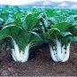 Fresh Joi Choi F1 Hybrid Pak Choi Chinese Cabbage Seeds (100 Seeds) Garden