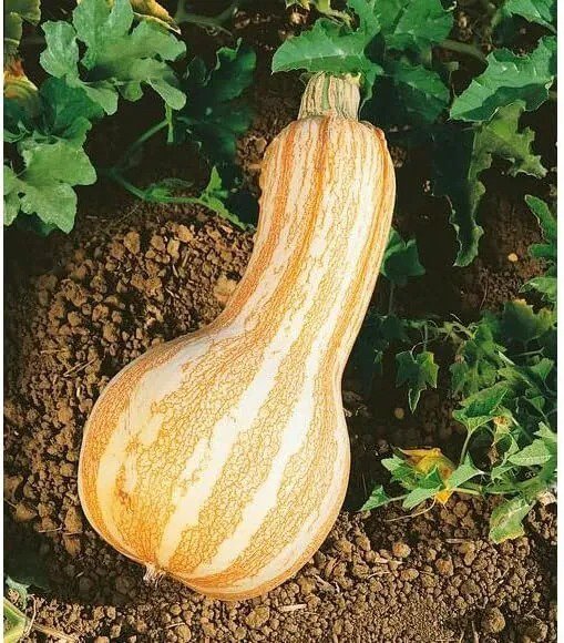 Fresh Cushaw Orange Striped Pumpkin Seeds (10 Seeds) Garden
