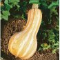 Fresh Cushaw Orange Striped Pumpkin Seeds (10 Seeds) Garden
