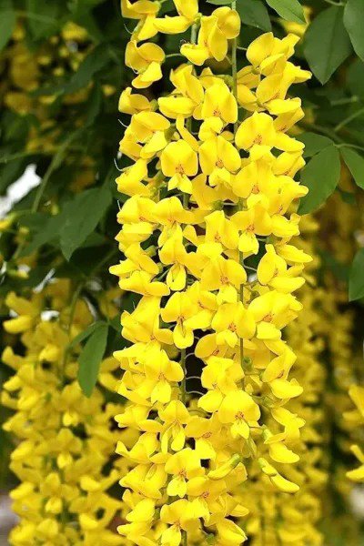 Fresh Golden Chain Tree Seeds For Planting (8 Seeds) Great For Bonsai Garden