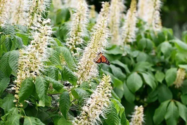 Fresh Sweet Pepper Bush Seeds For Planting (50 Seeds) Blooming Shrub Garden